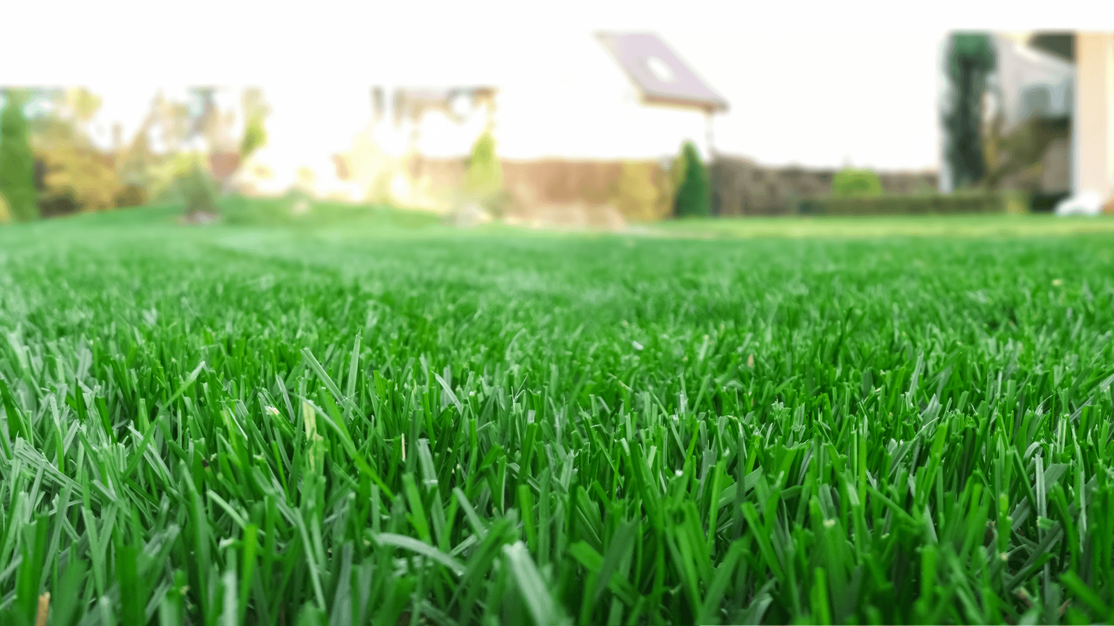 Lawn Care and Maintenance