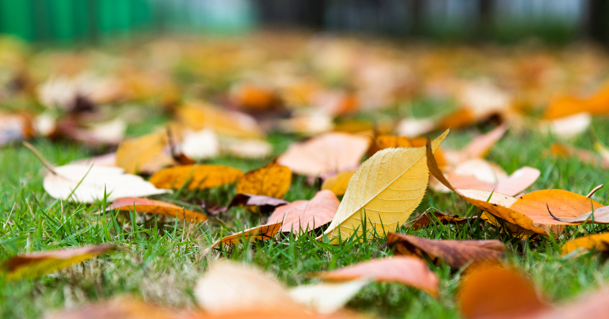 Seasonal Cleanup